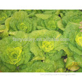 Hybrid green cabbage seeds for growing-Yellow Rose